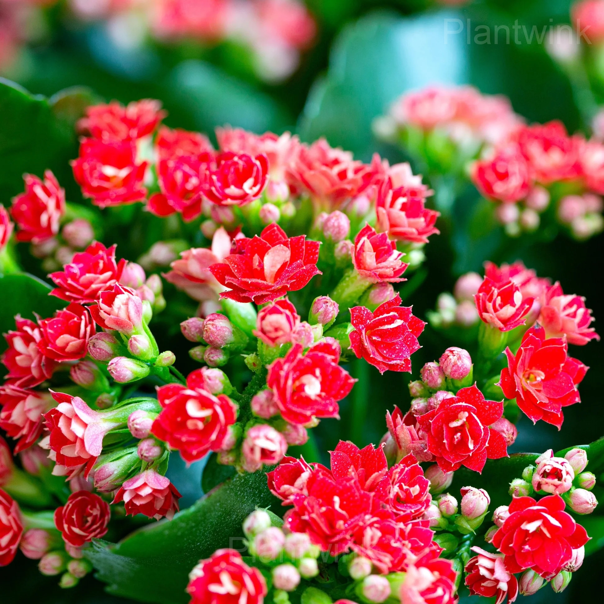 Kalanchoe Seeds - View 6