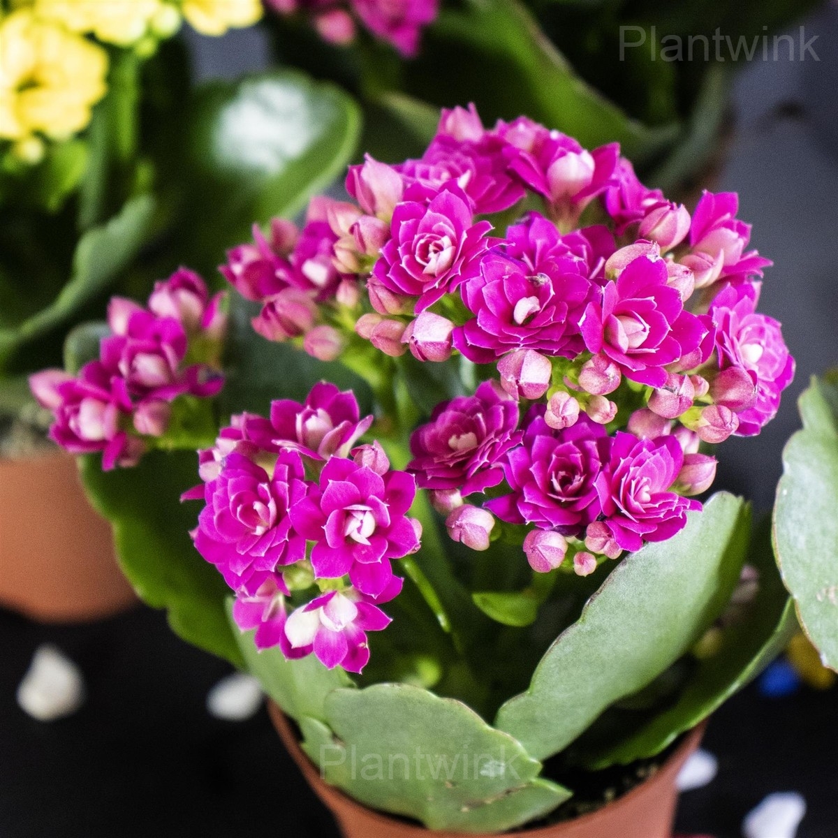 Kalanchoe Seeds - View 4