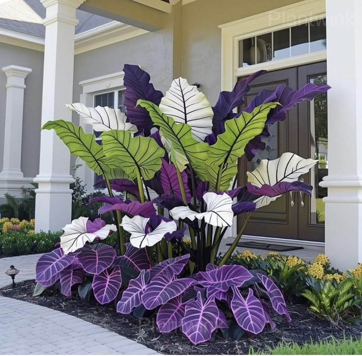 Tropical Caladium Seeds - View 5