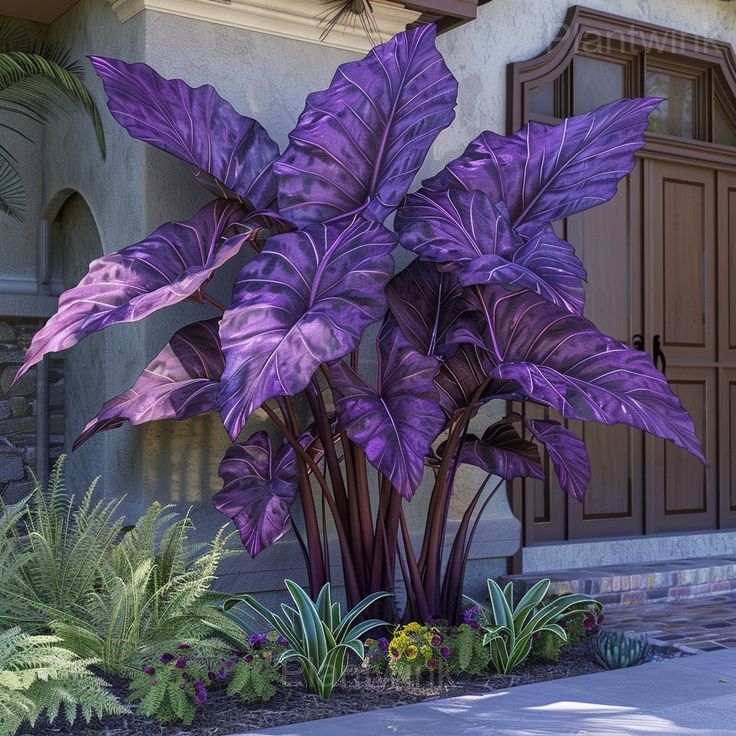 Shade-Loving Caladium Seeds - Alt