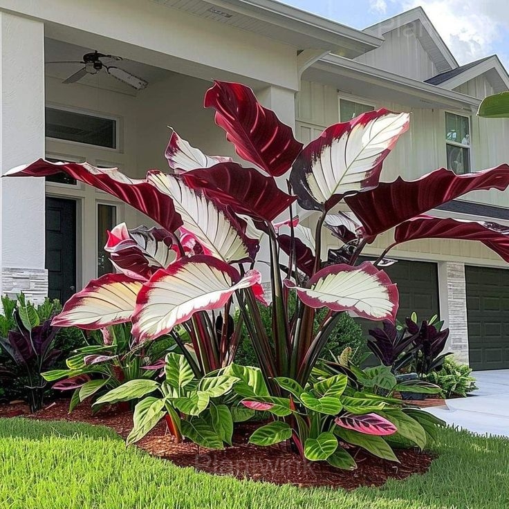 Decorative Leaf Caladium Seeds - View 7