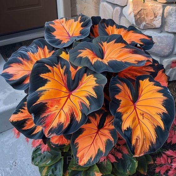 Decorative Leaf Caladium Seeds - View 8