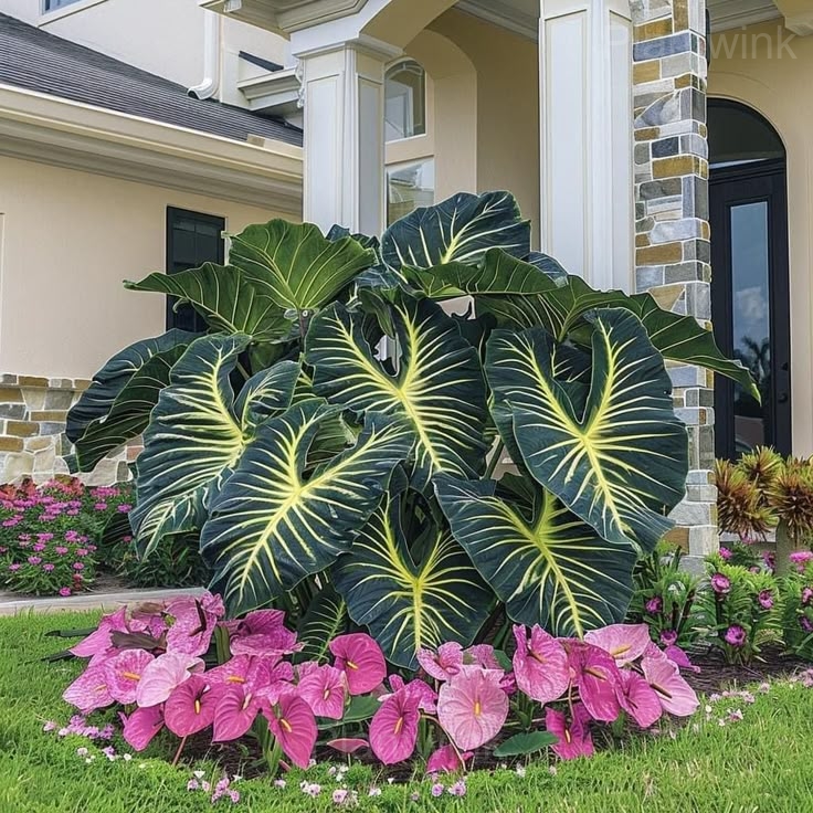 Decorative Leaf Caladium Seeds - View 9