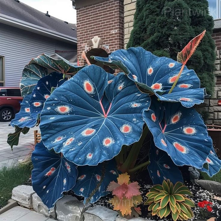 Decorative Leaf Caladium Seeds - View 3