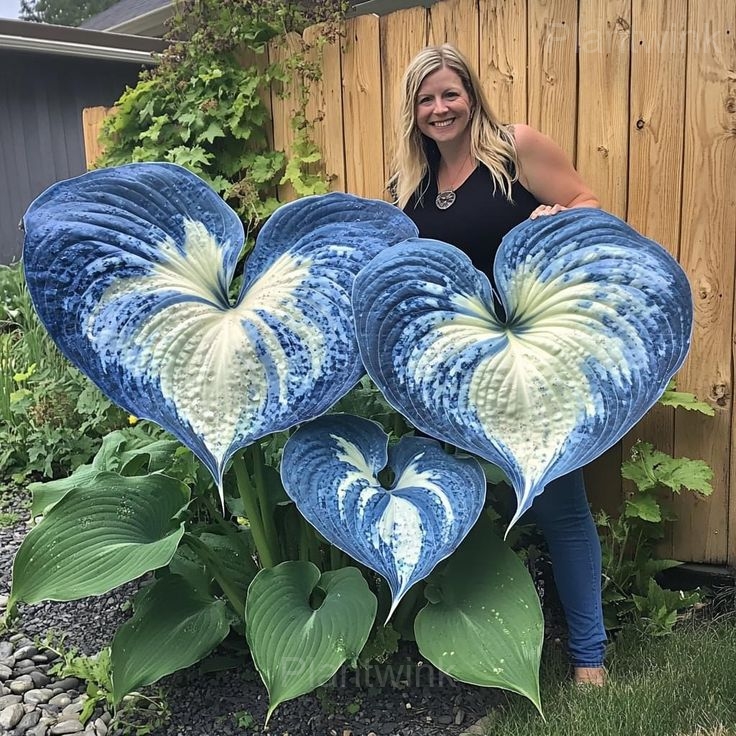 Decorative Leaf Caladium Seeds - View 5