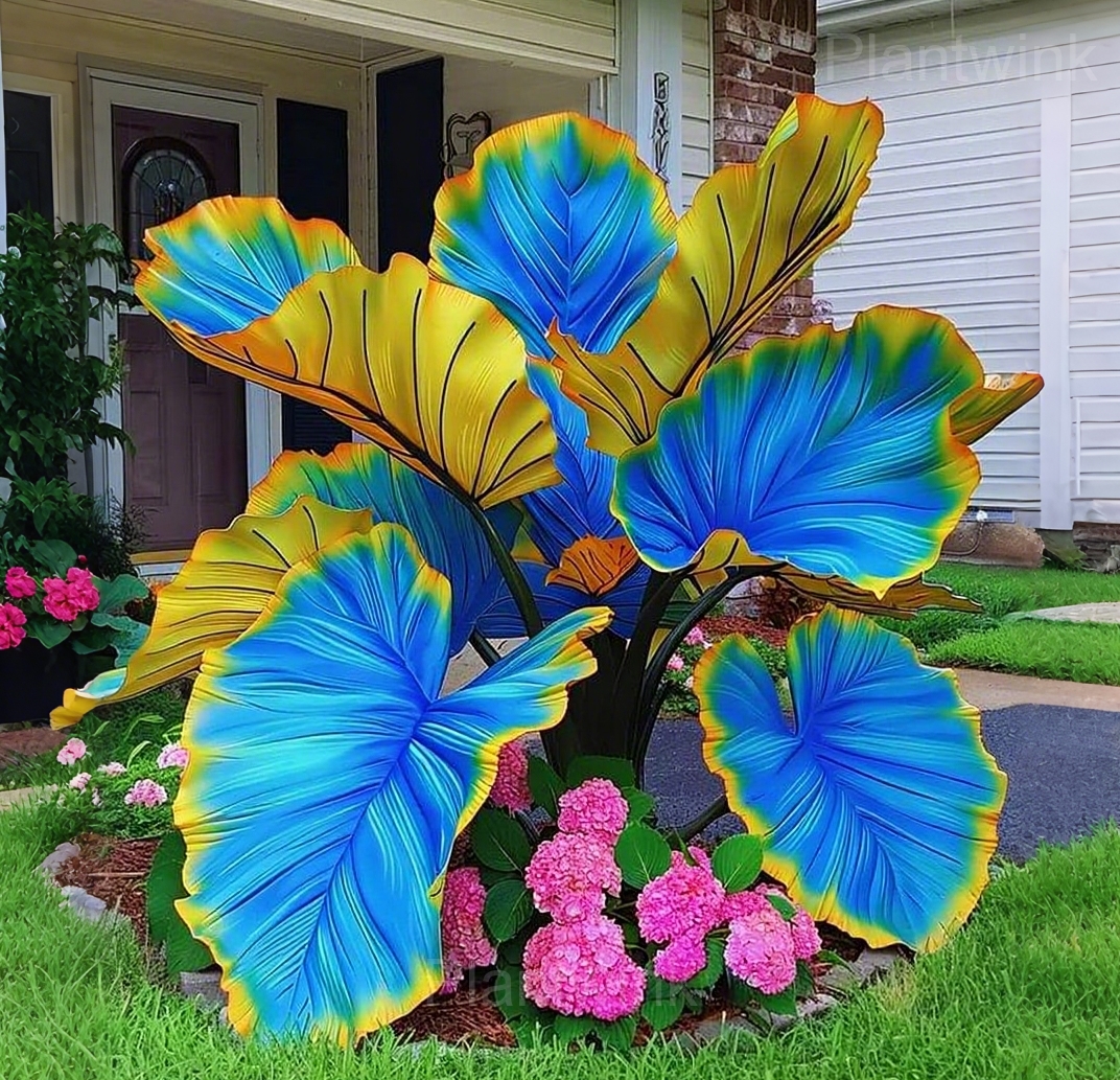 Decorative Leaf Caladium Seeds - View 10