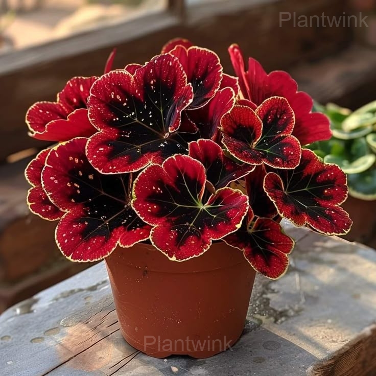 Trailing Begonia Blooms - View 5