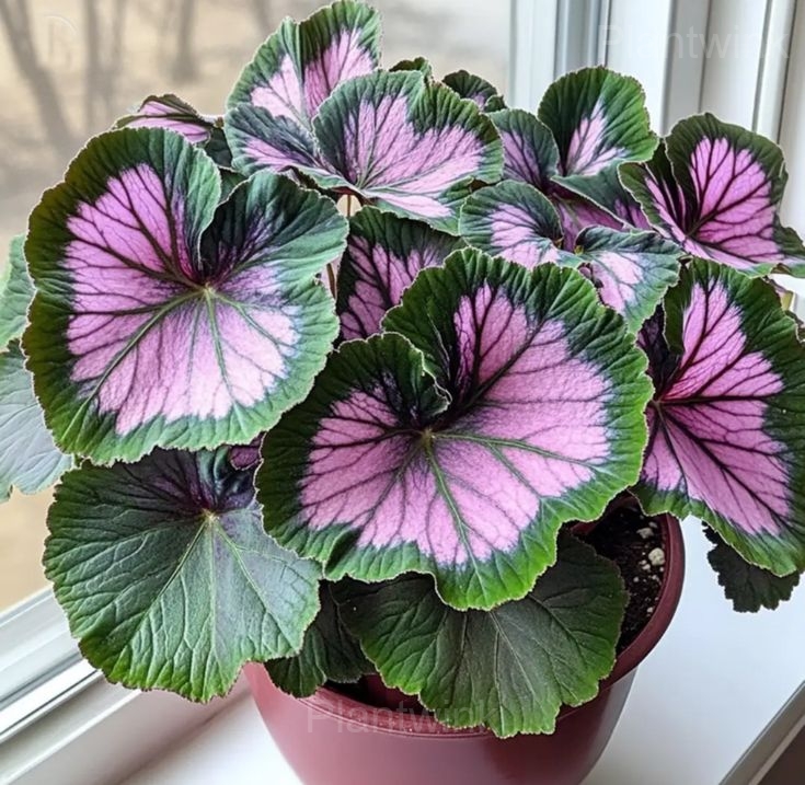 Begonia Seeds - View 4