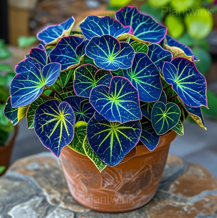 Double Begonia Flowers Seeds - Alt