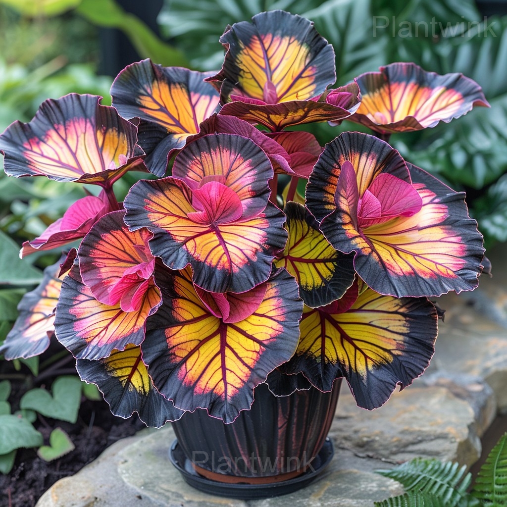 Double Begonia Flowers Seeds - Main