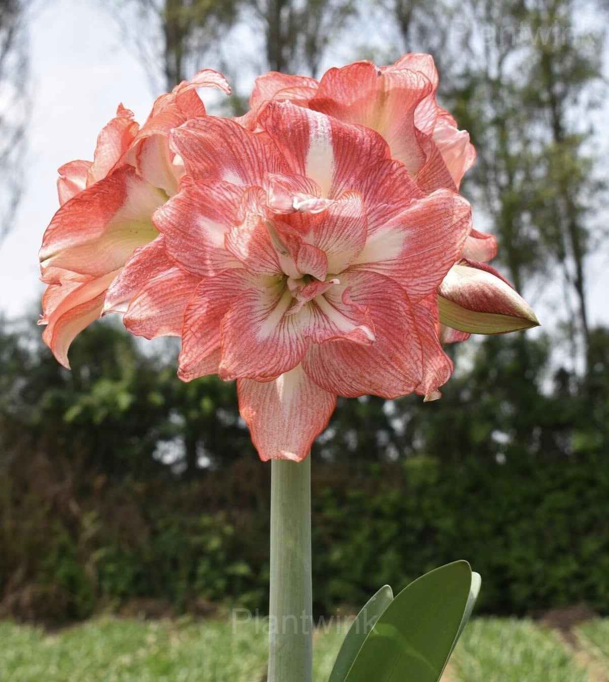 Tika Sunrise Amaryllis Bulbs - View 3