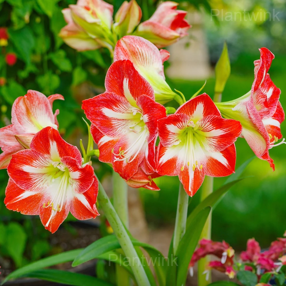 Minerva Amaryllis Bulbs - Main