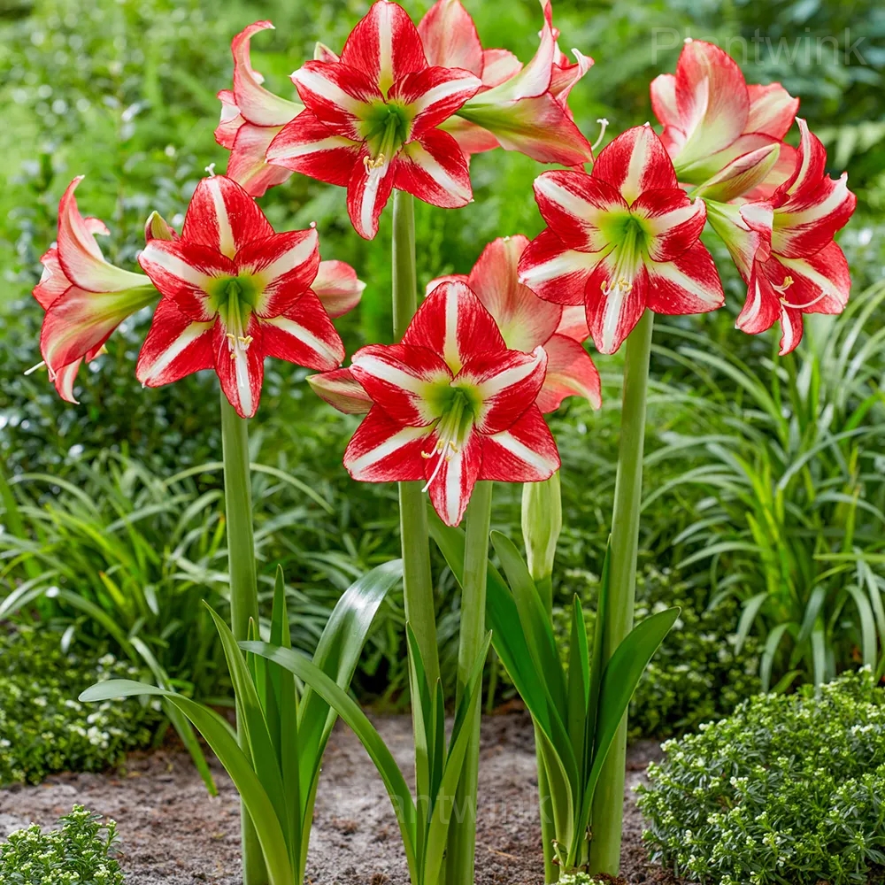 Minerva Amaryllis Bulbs - Alt
