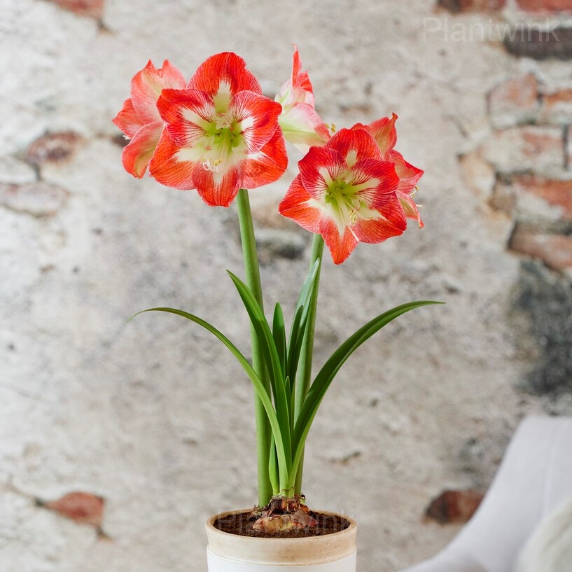 Minerva Amaryllis Bulbs - View 4