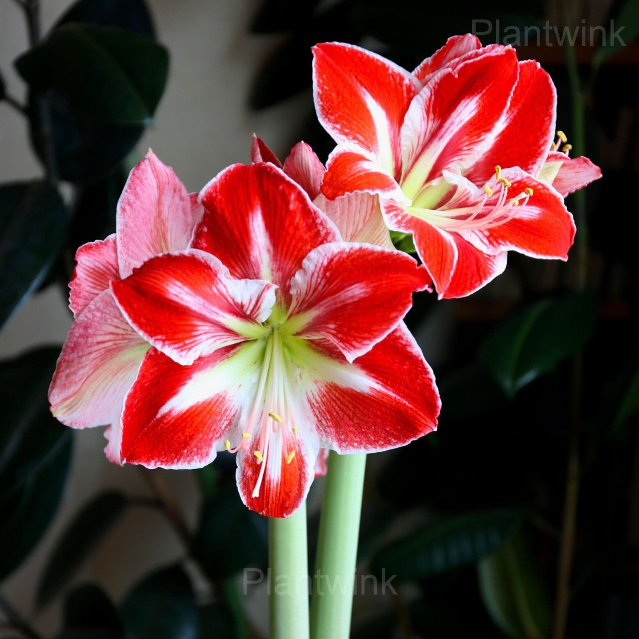 Minerva Amaryllis Bulbs - View 6