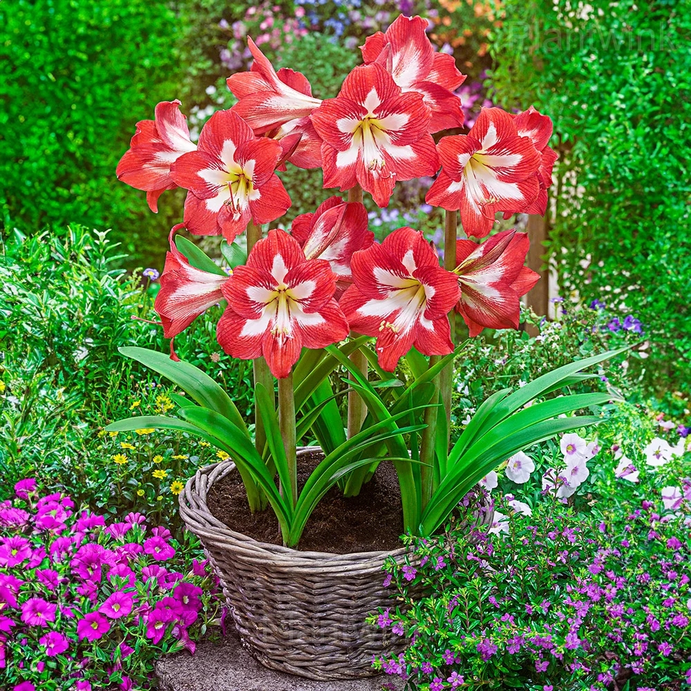 Minerva Amaryllis Bulbs - View 5