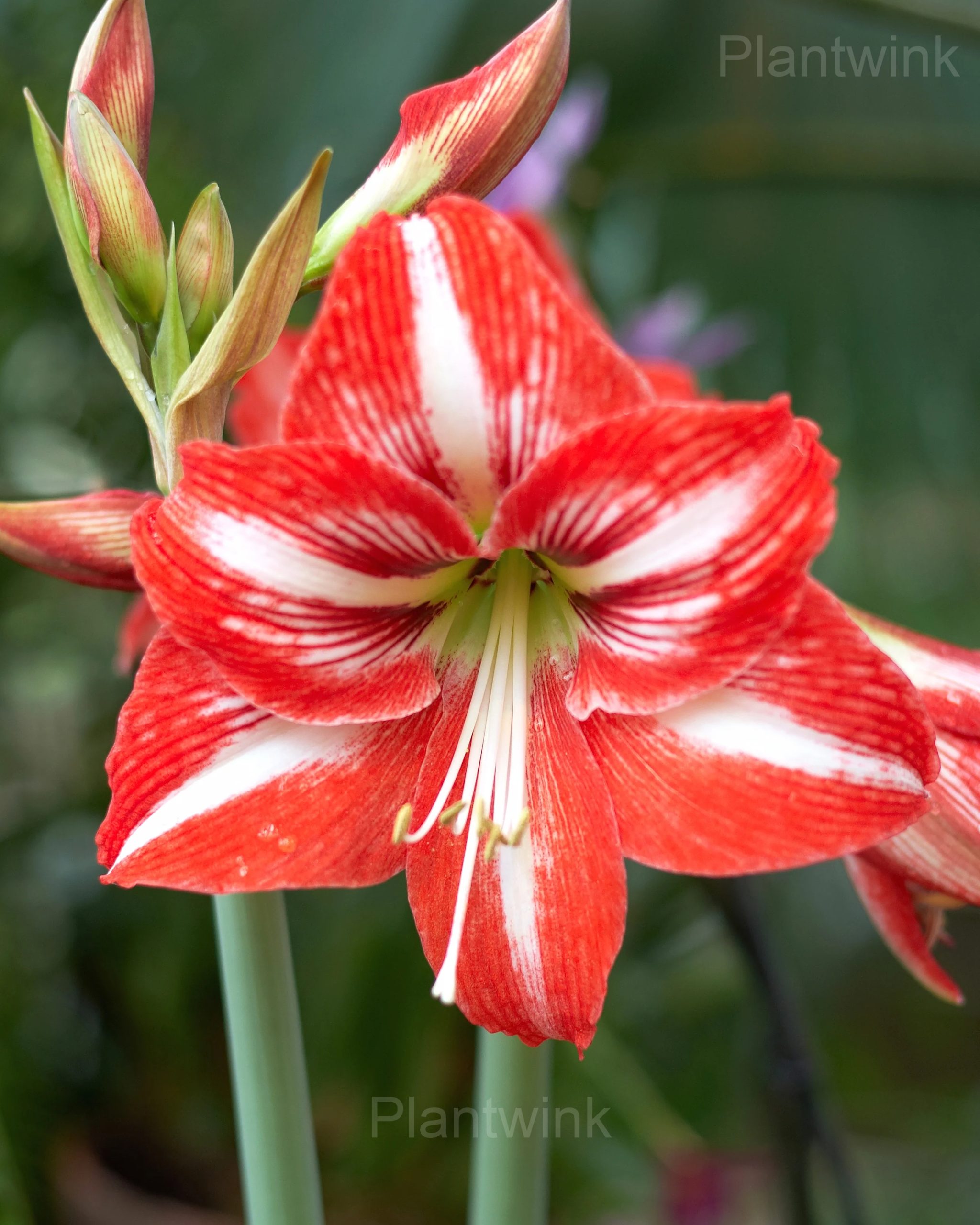 Minerva Amaryllis Bulbs - View 3