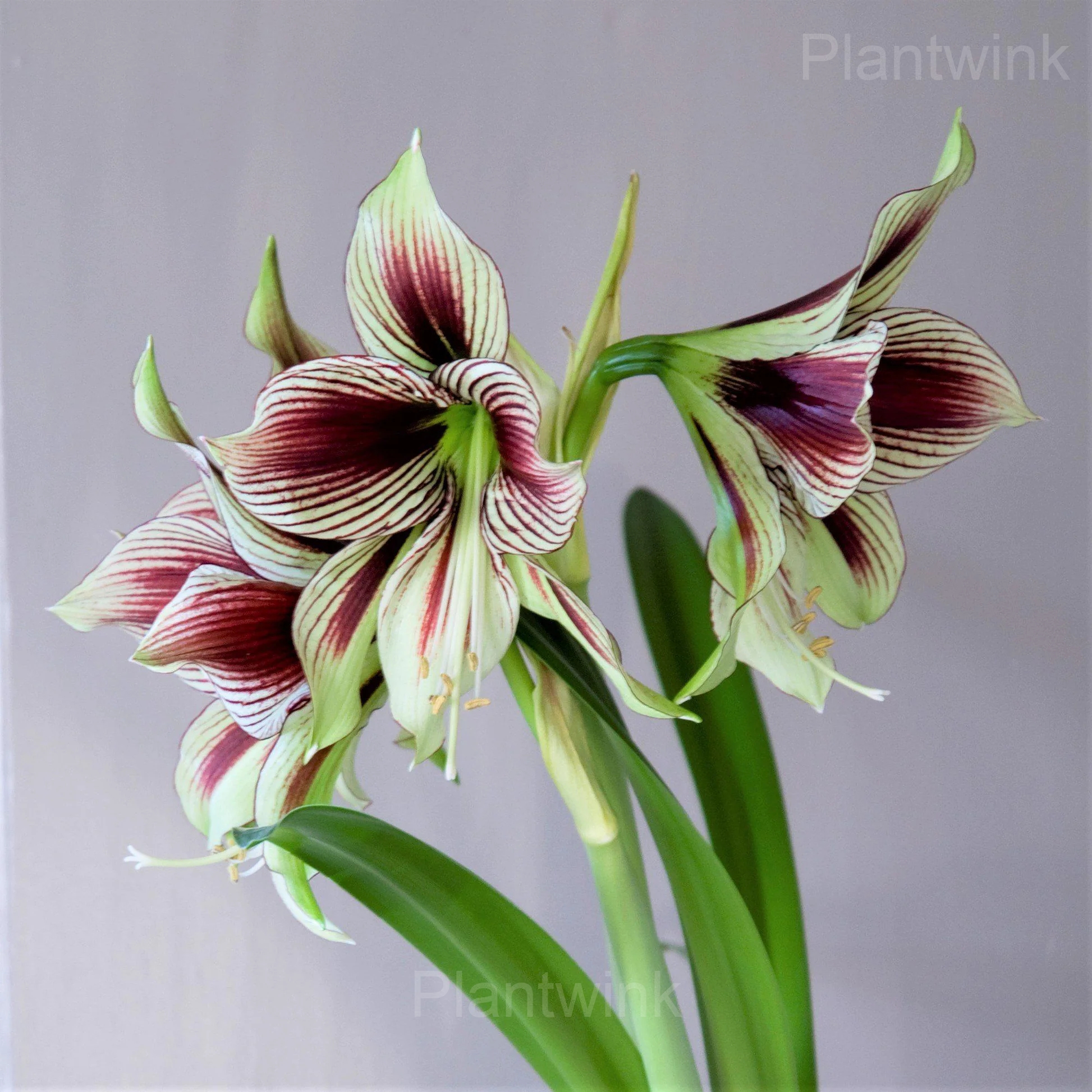 Papilio Amaryllis Bulbs - View 4