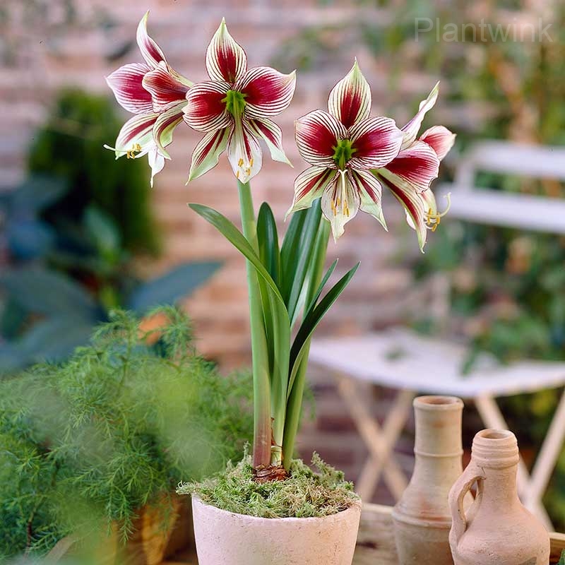 Papilio Amaryllis Bulbs - View 5
