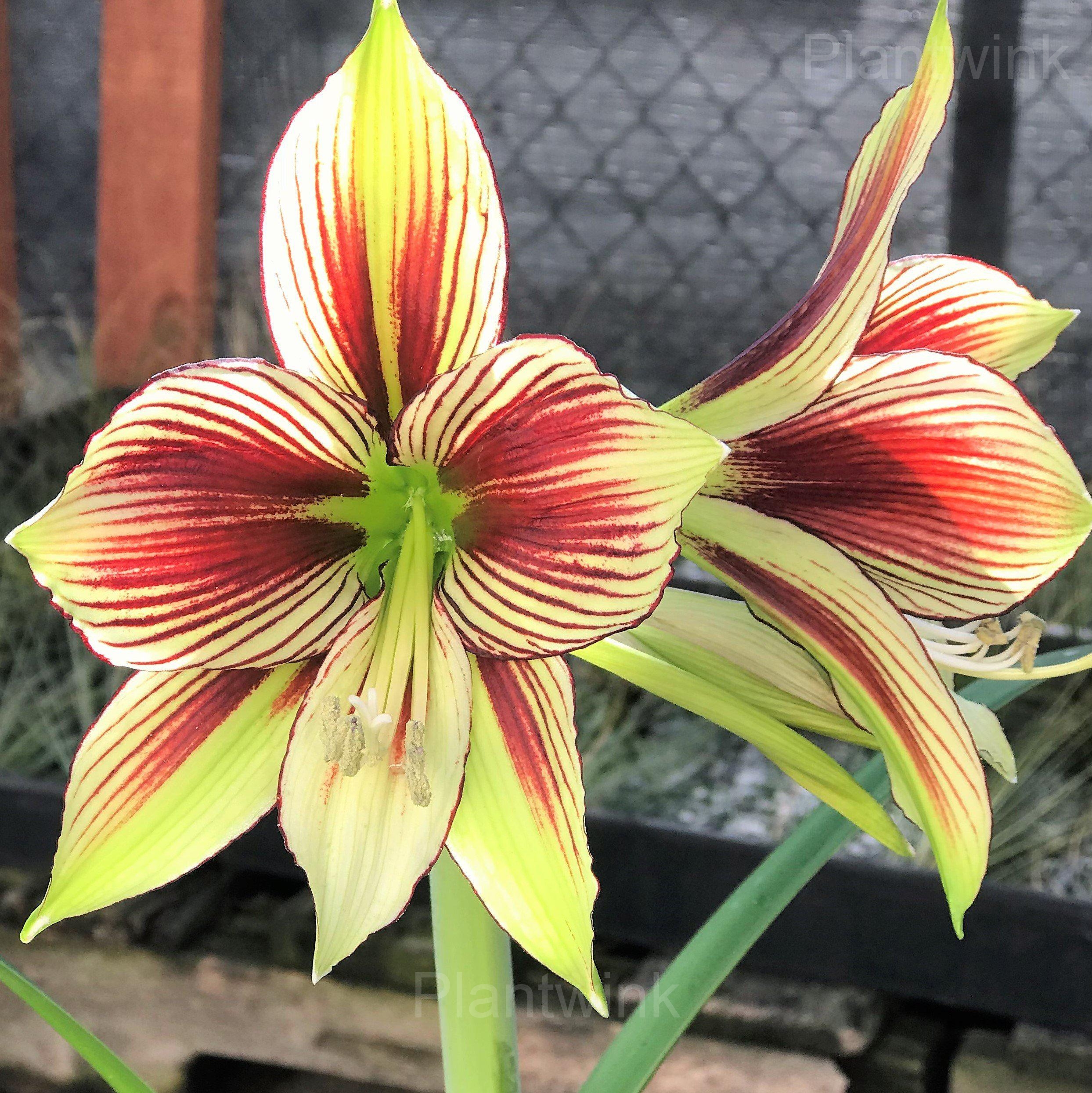 Papilio Amaryllis Bulbs - Alt