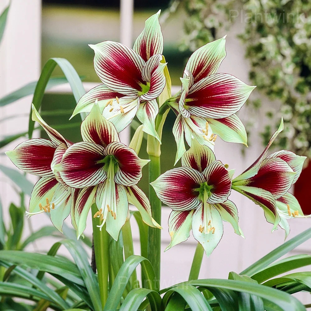 Papilio Amaryllis Bulbs - View 7
