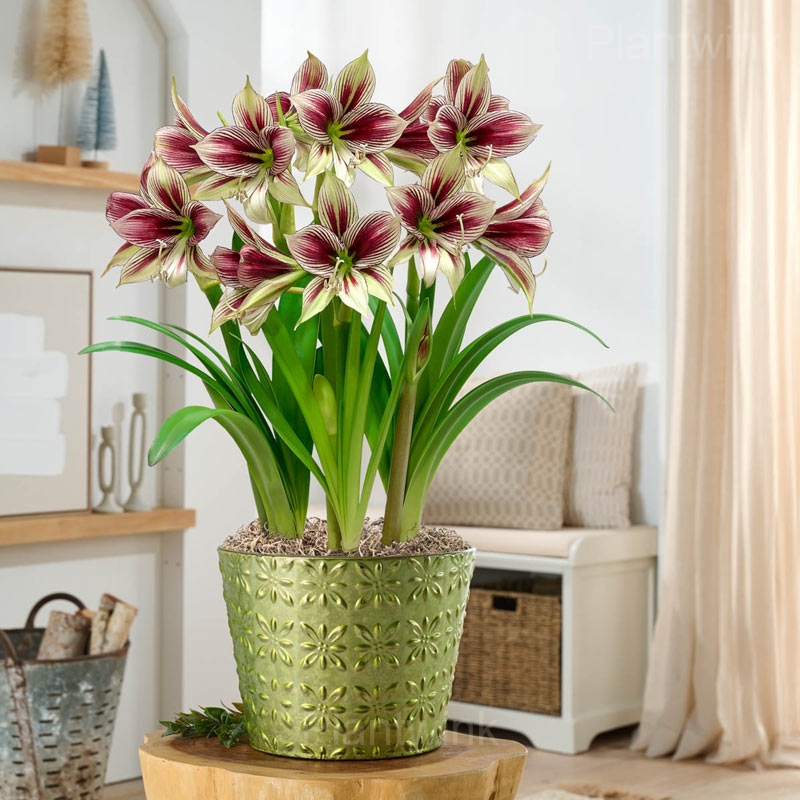 Papilio Amaryllis Bulbs - View 6