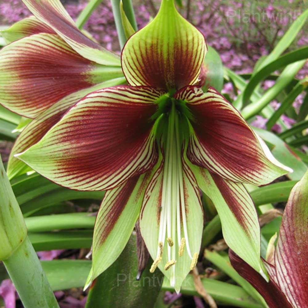 Papilio Amaryllis Bulbs - Main