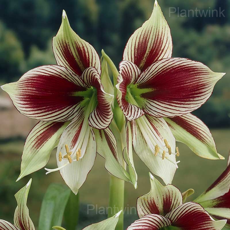 Papilio Amaryllis Bulbs - View 3