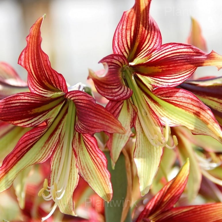 Mystica Amaryllis Bulbs - Main