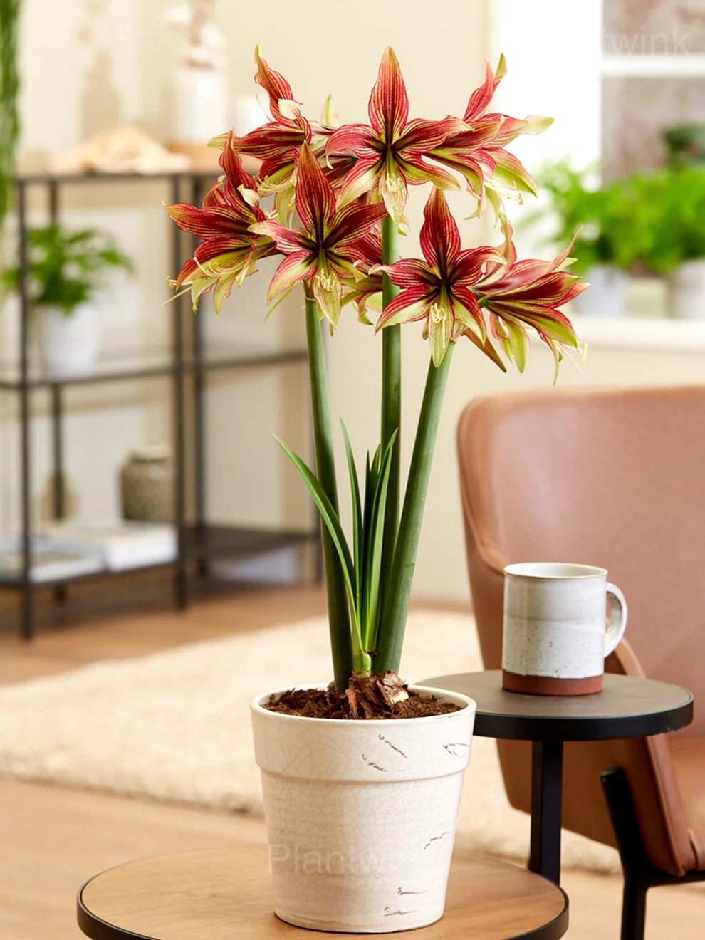 Mystica Amaryllis Bulbs - Alt