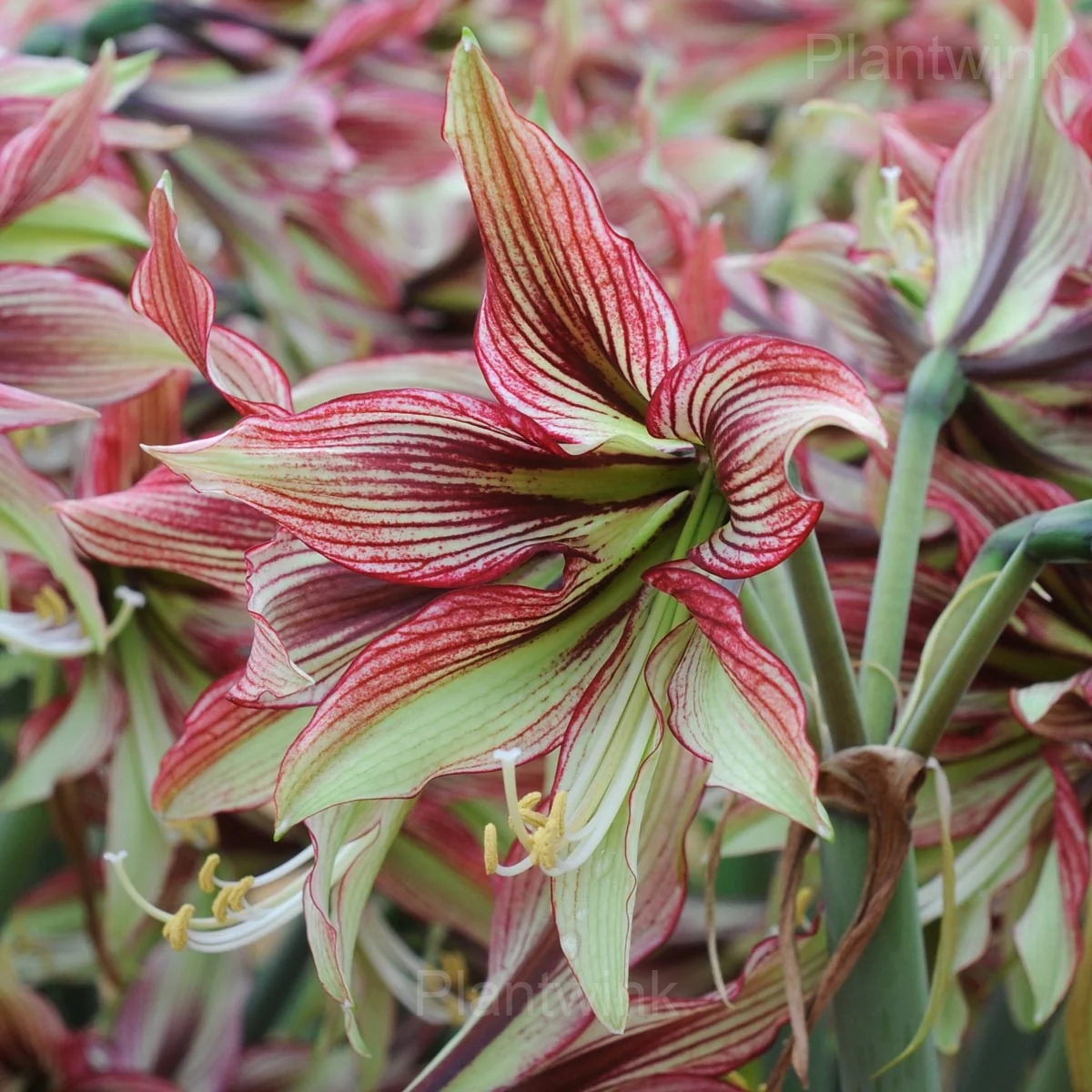 Mystica Amaryllis Bulbs - View 4