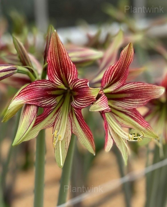 Mystica Amaryllis Bulbs - View 3