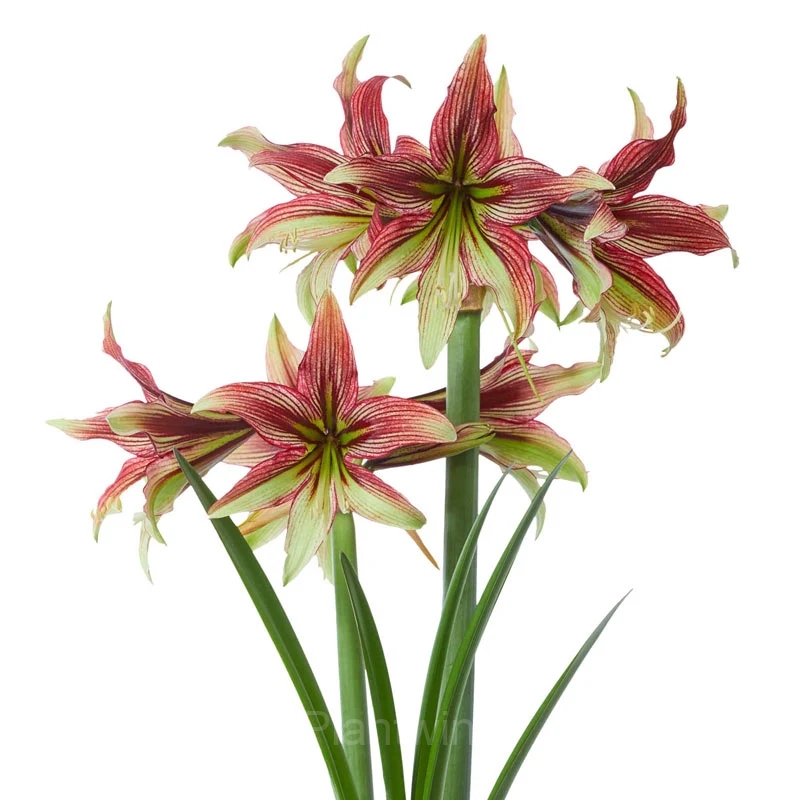 Mystica Amaryllis Bulbs - View 5
