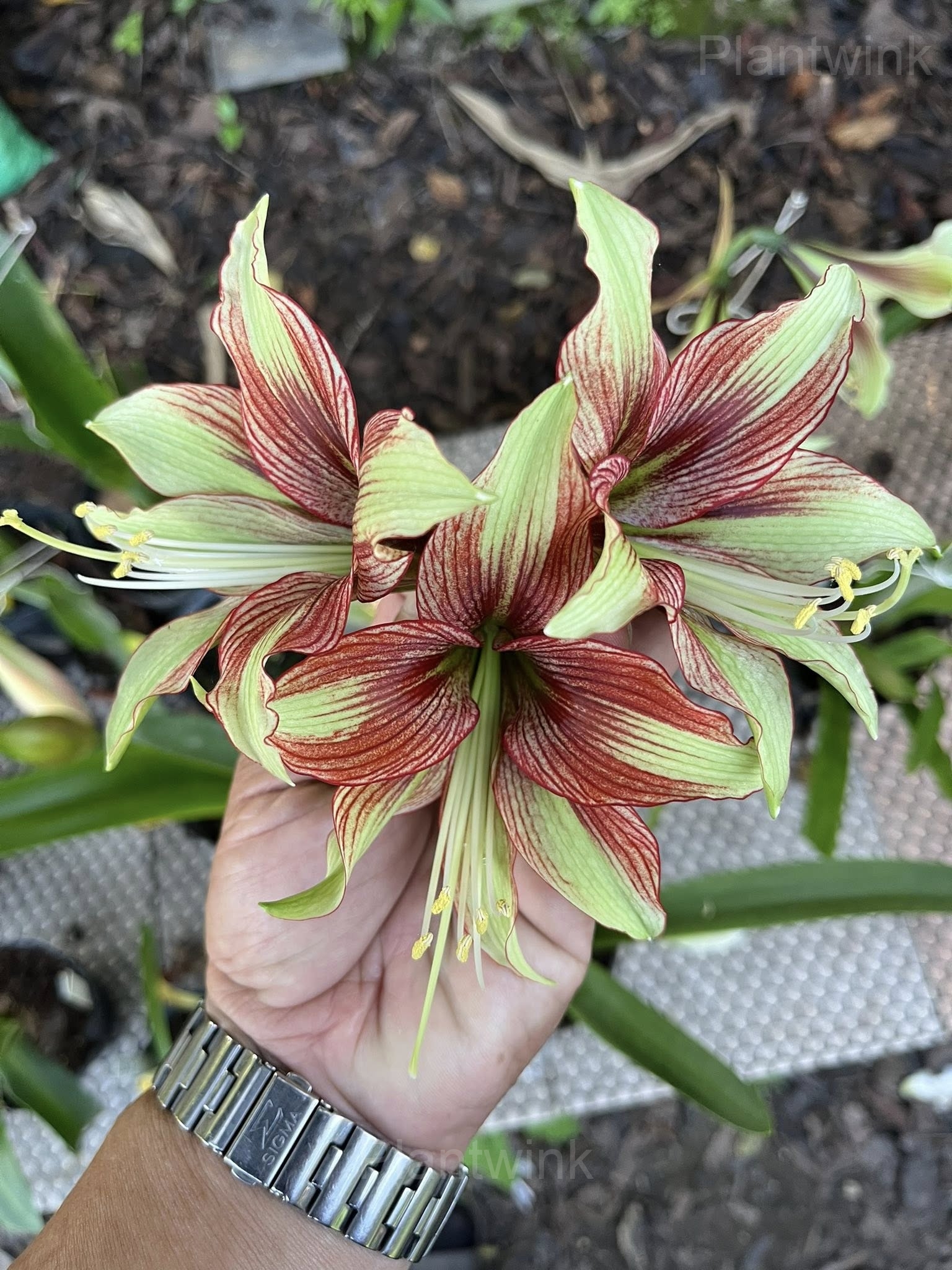 Mystica Amaryllis Bulbs - View 6