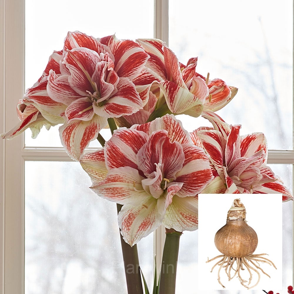 Bright Nymph Amaryllis Bulbs - View 4