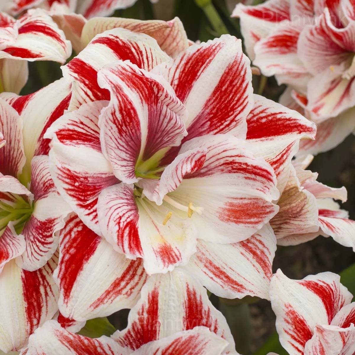 Bright Nymph Amaryllis Bulbs - View 5