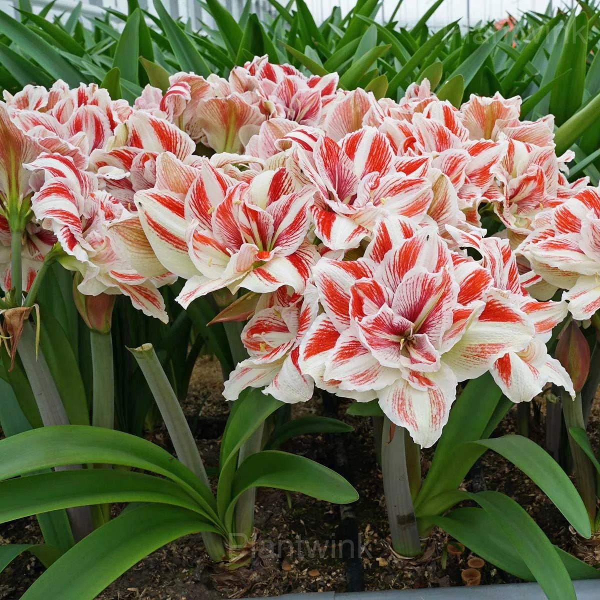 Bright Nymph Amaryllis Bulbs - View 6