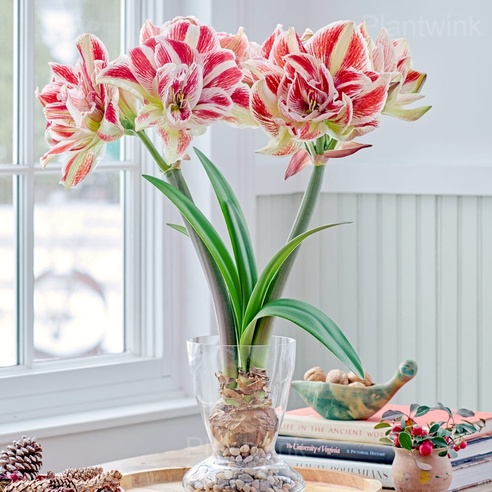 Bright Nymph Amaryllis Bulbs - Alt