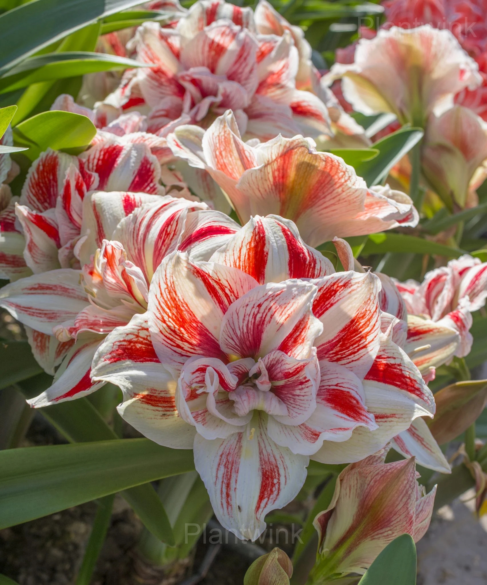 Bright Nymph Amaryllis Bulbs - Main