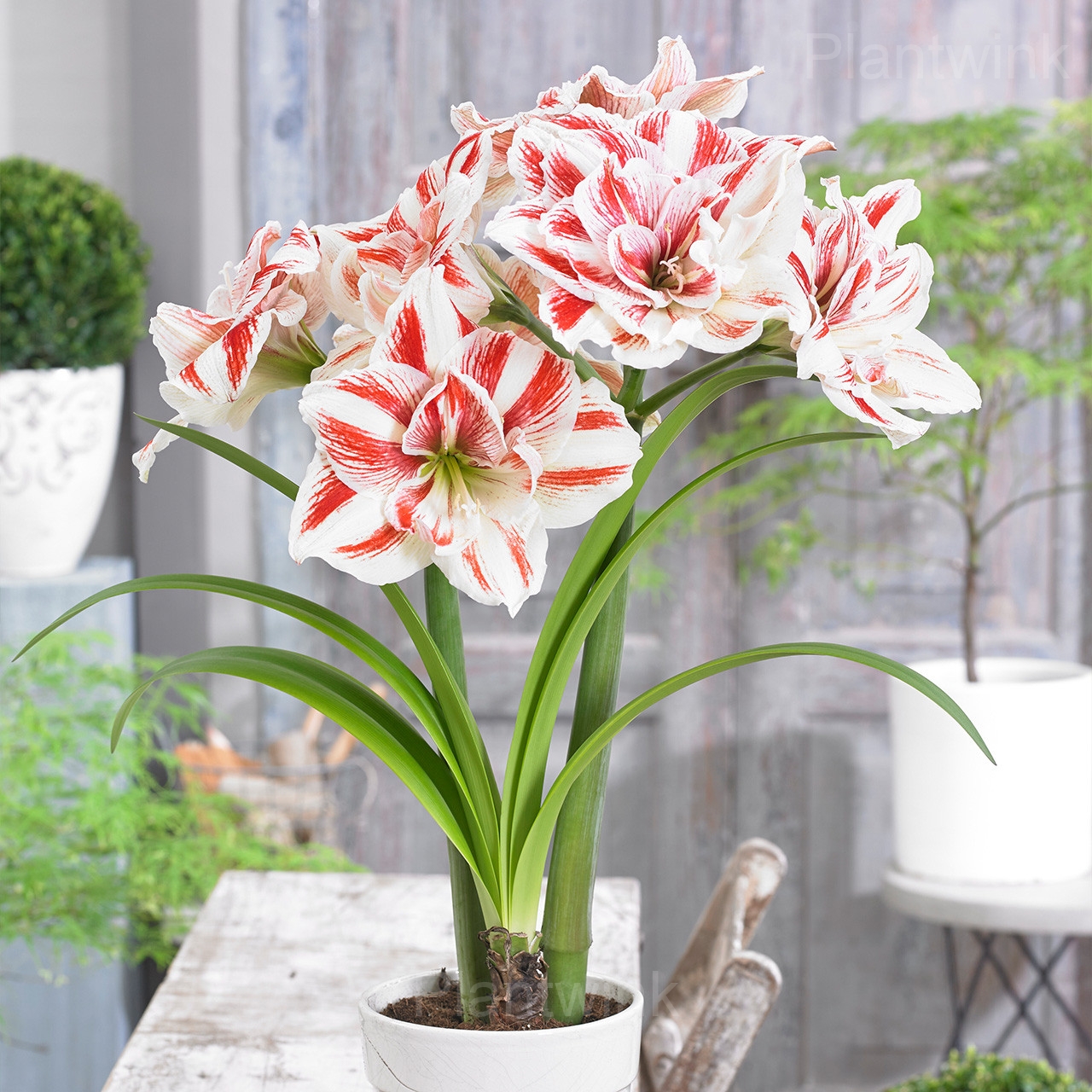 Bright Nymph Amaryllis Bulbs - View 3