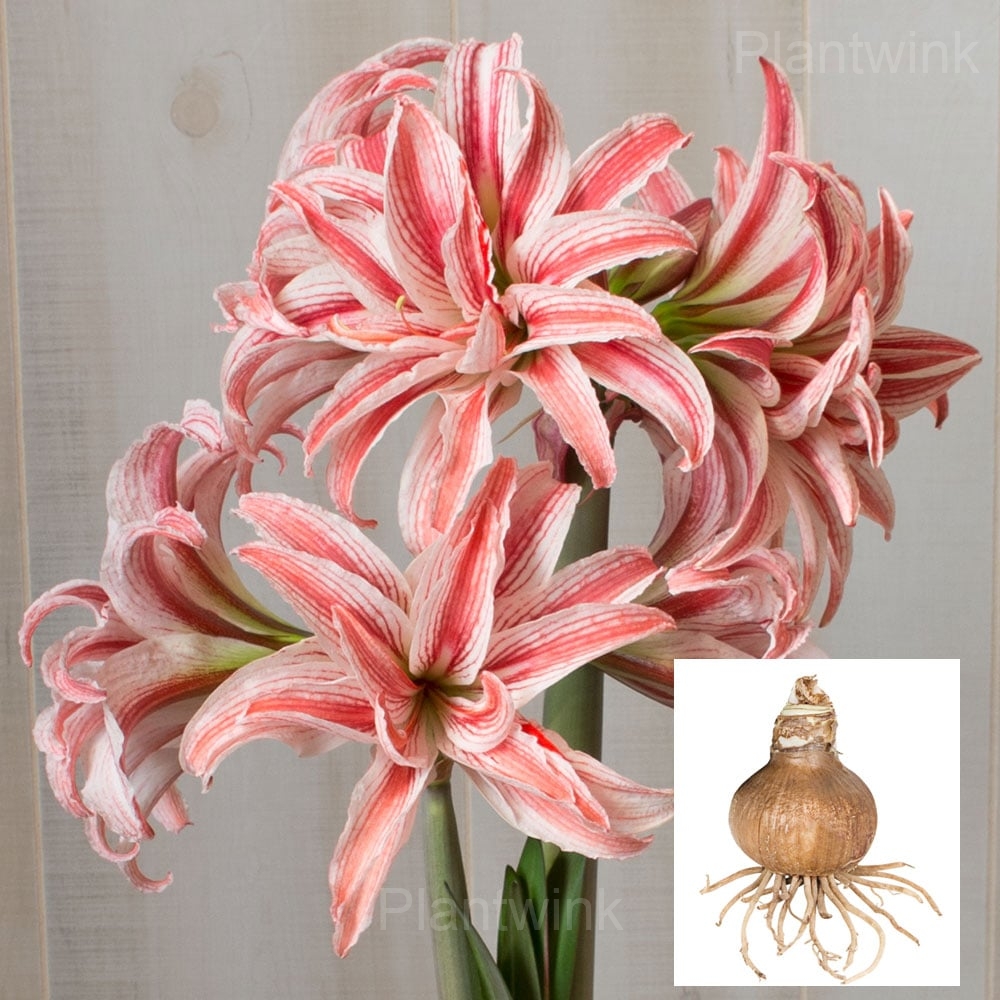 Double Doublet Amaryllis Bulbs - Main