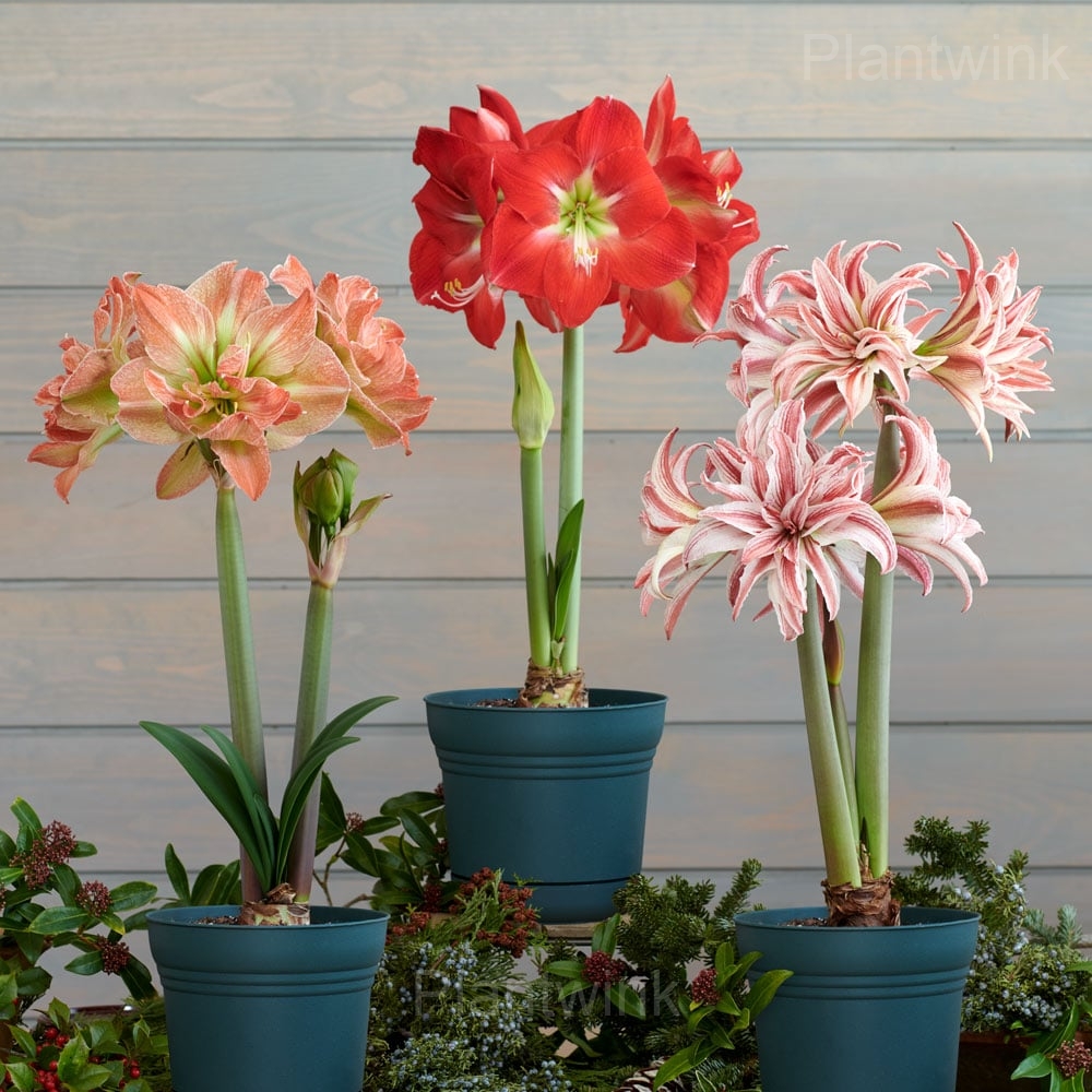 Double Doublet Amaryllis Bulbs - View 3