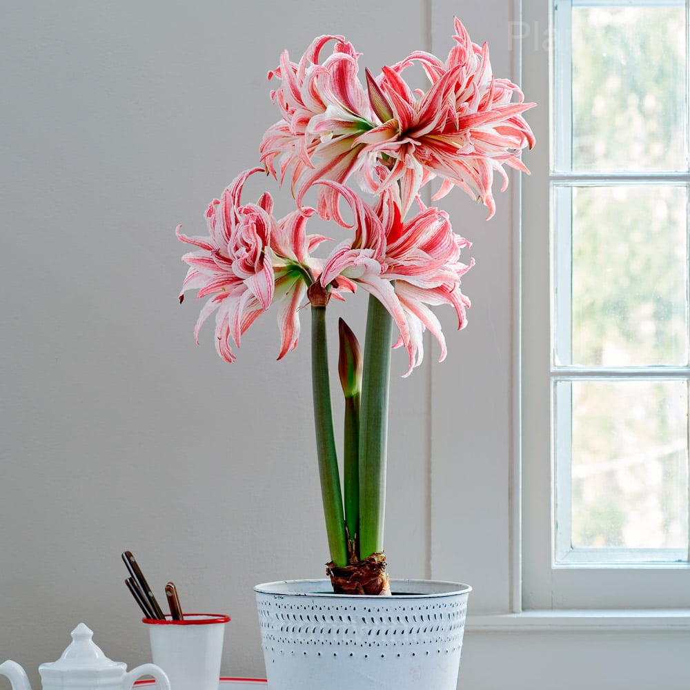 Double Doublet Amaryllis Bulbs - Alt