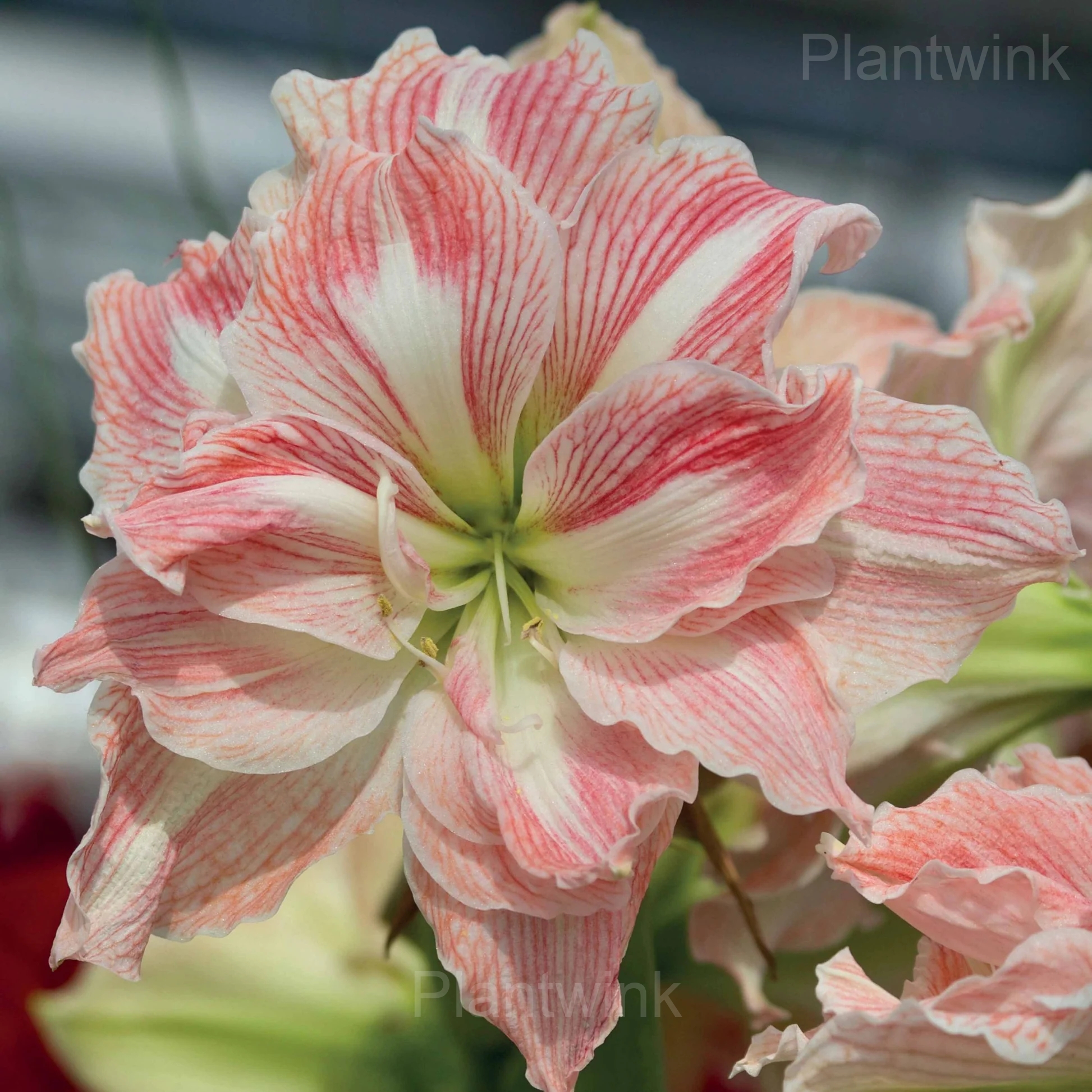 Double Giant Amadeus Amaryllis Bulbs - View 5