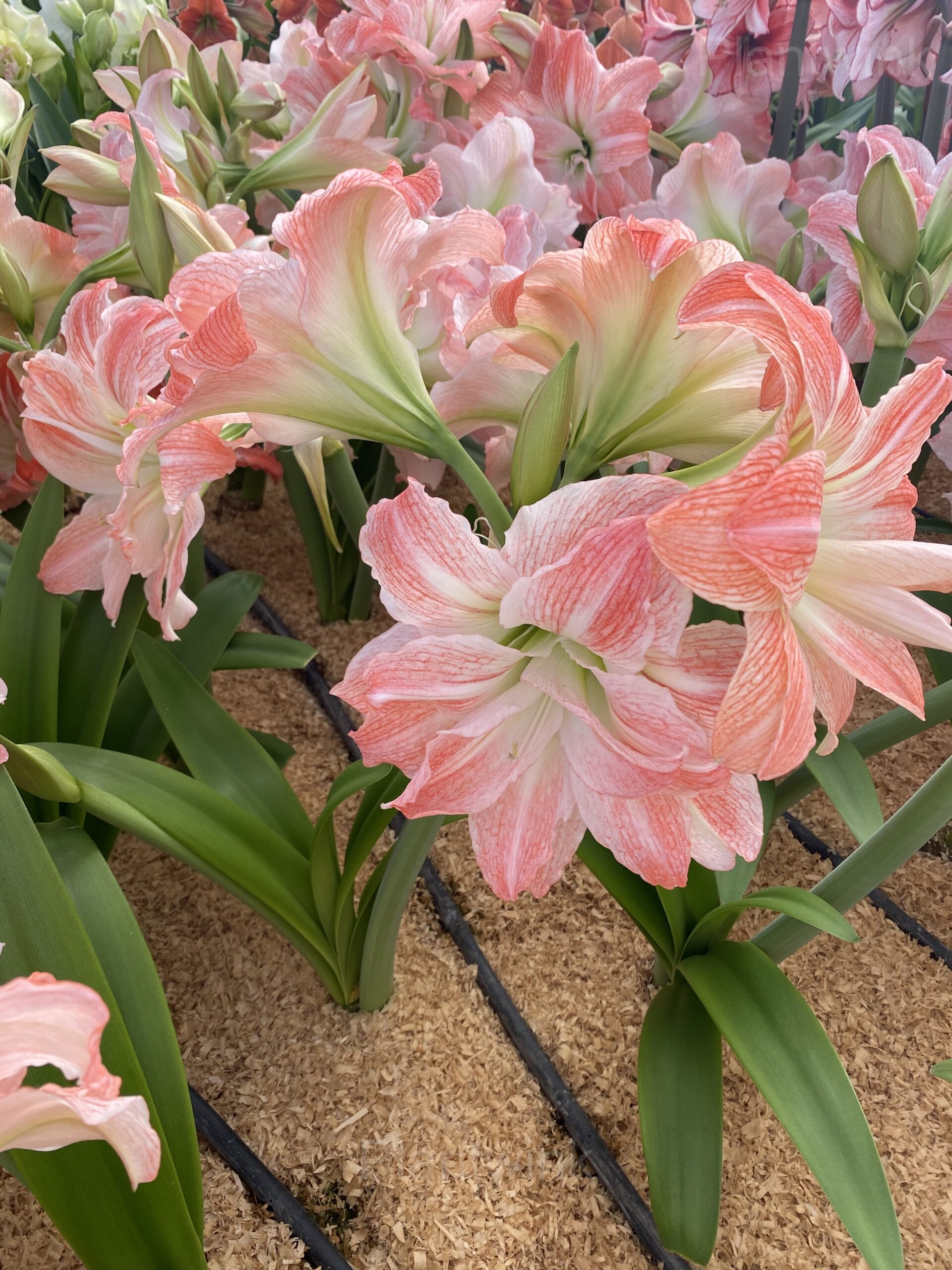Double Giant Amadeus Amaryllis Bulbs - Alt