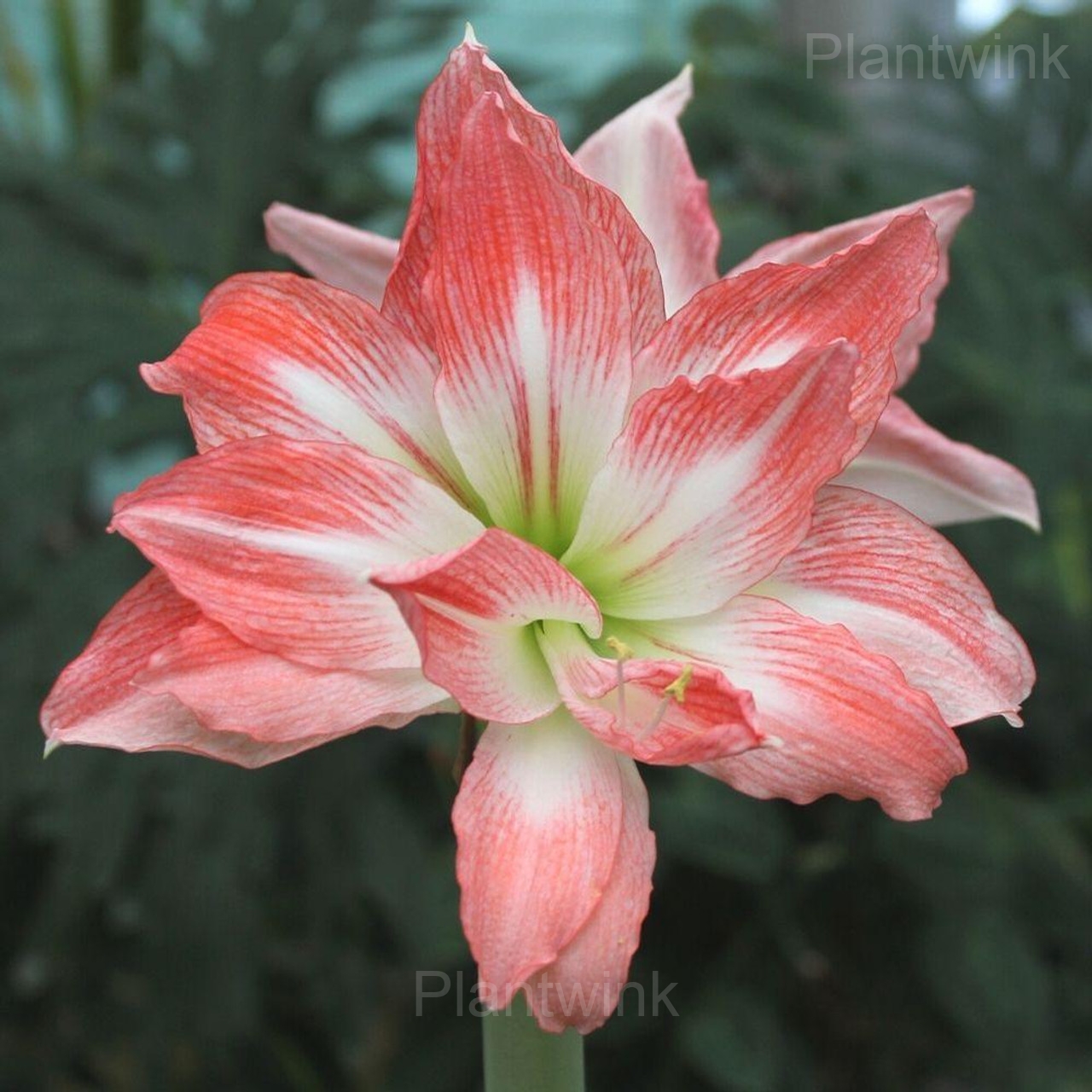 Double Giant Amadeus Amaryllis Bulbs - View 4