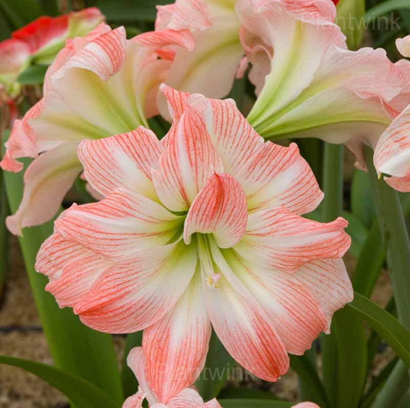 Double Giant Amadeus Amaryllis Bulbs - Main