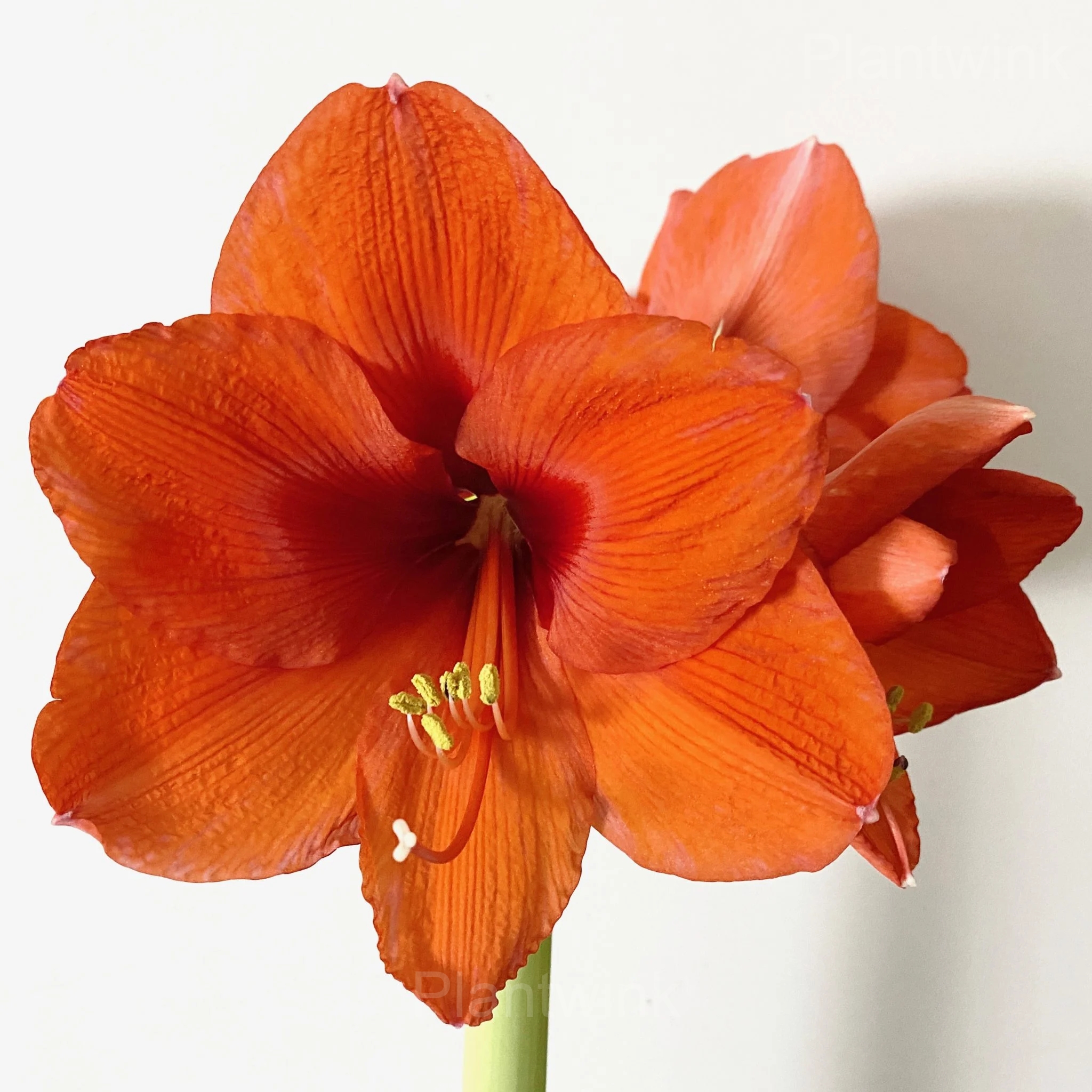 Orange Sovereign Amaryllis Bulbs - Main