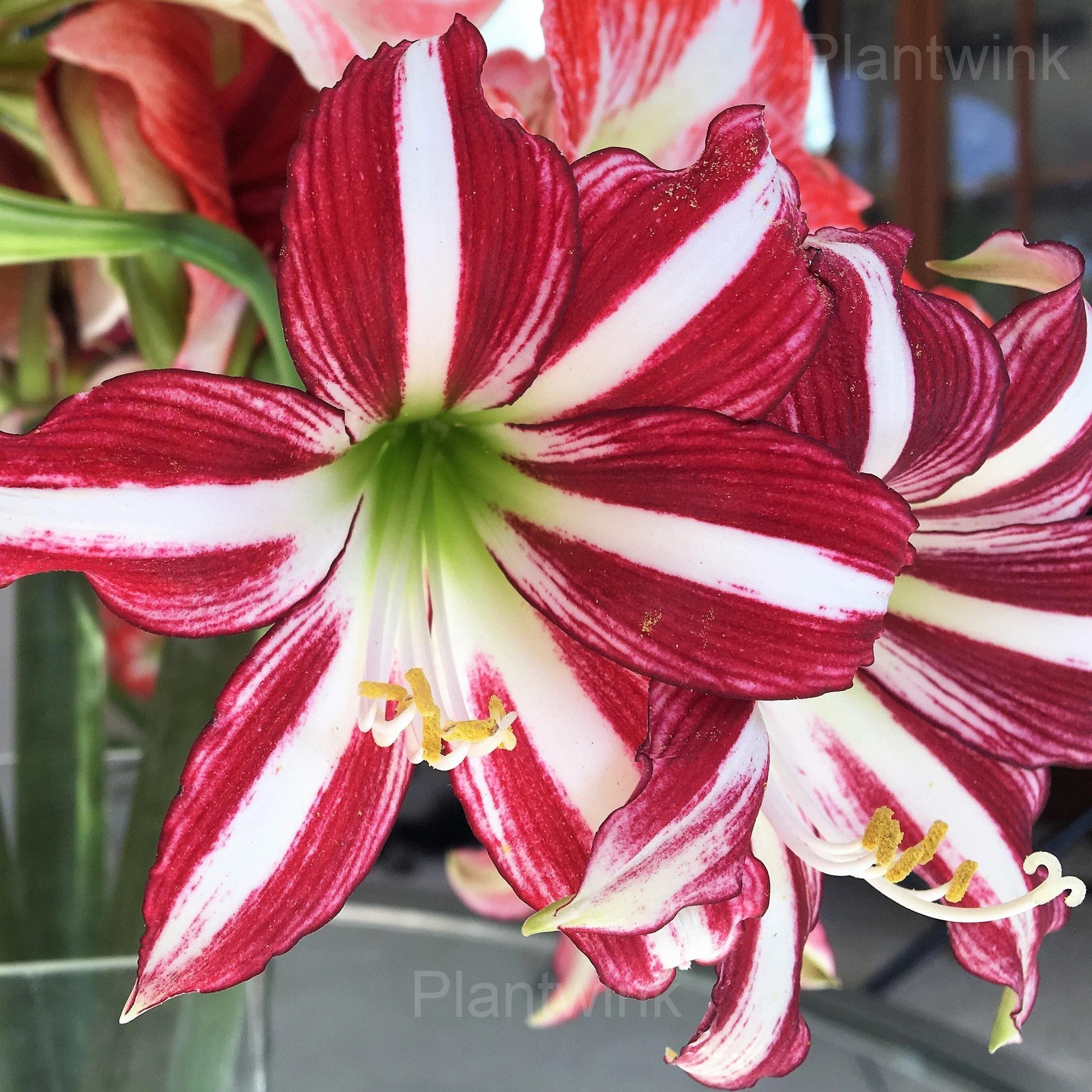 Santiago Amaryllis Bulbs - Main