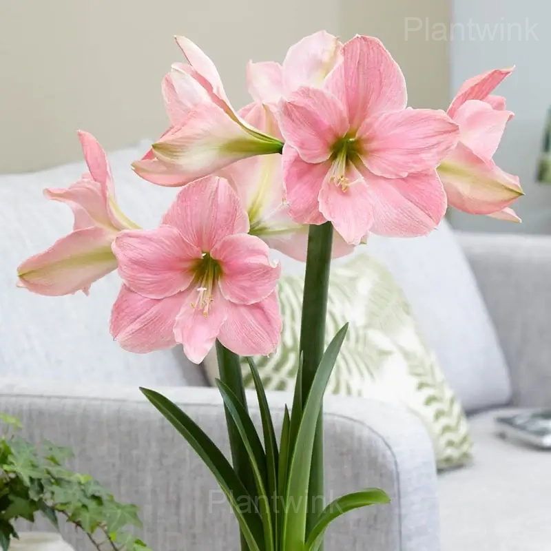 sweet star Amaryllis Bulbs - Alt